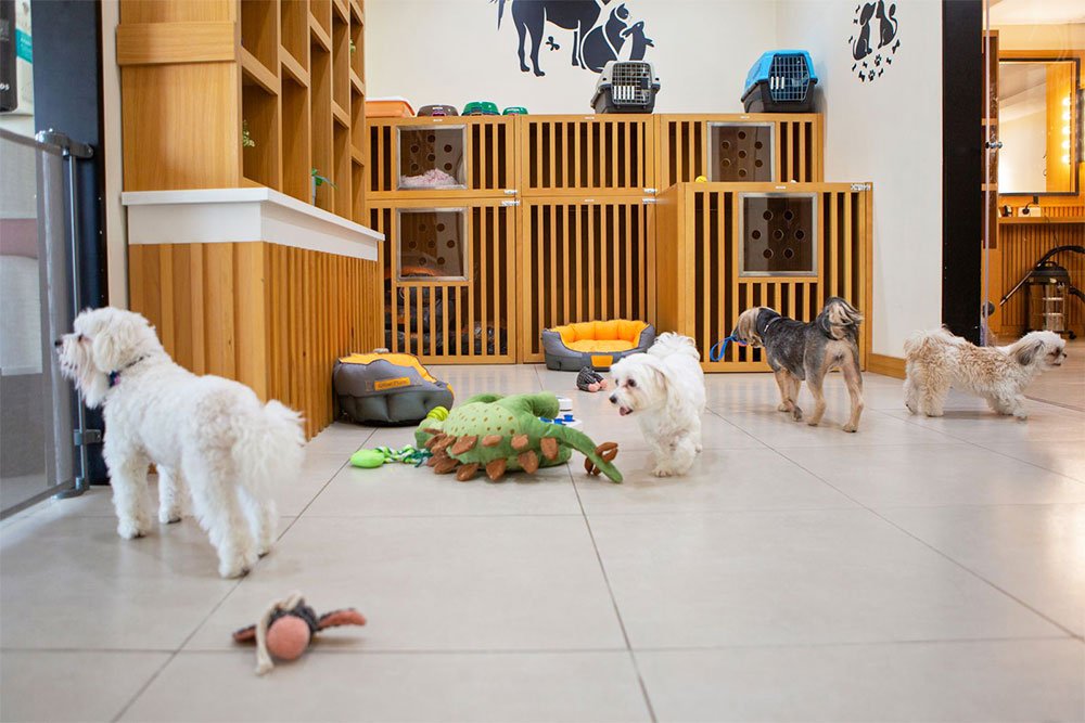 doggy day care